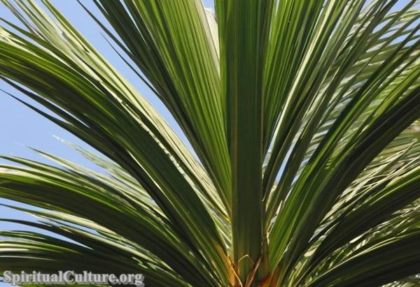 Palm Sunday: Understanding the Meaning, History, and Significance